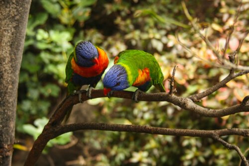  Rainbow Parrot: reproduction 