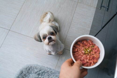 Benefits of the BARF diet for dogs