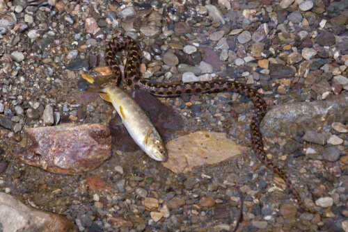 Viperine snake or water (Natrix maura) 