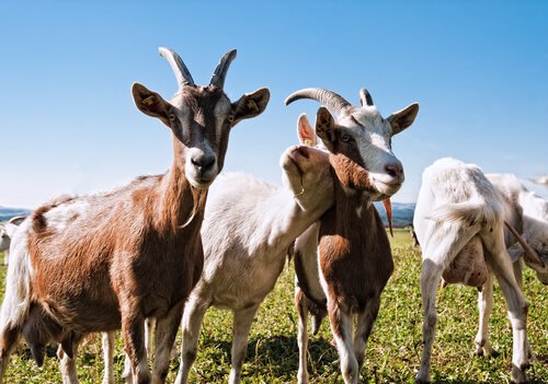Goats recognize happy people