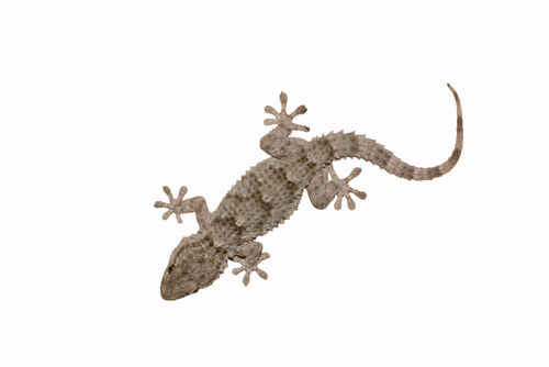 Common Gecko: feeding