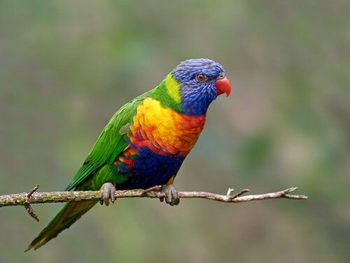  Rainbow Parrot: Habitat 